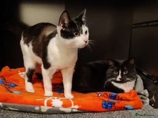 Mixed Breed cats Need rehoming asap - Advert 1