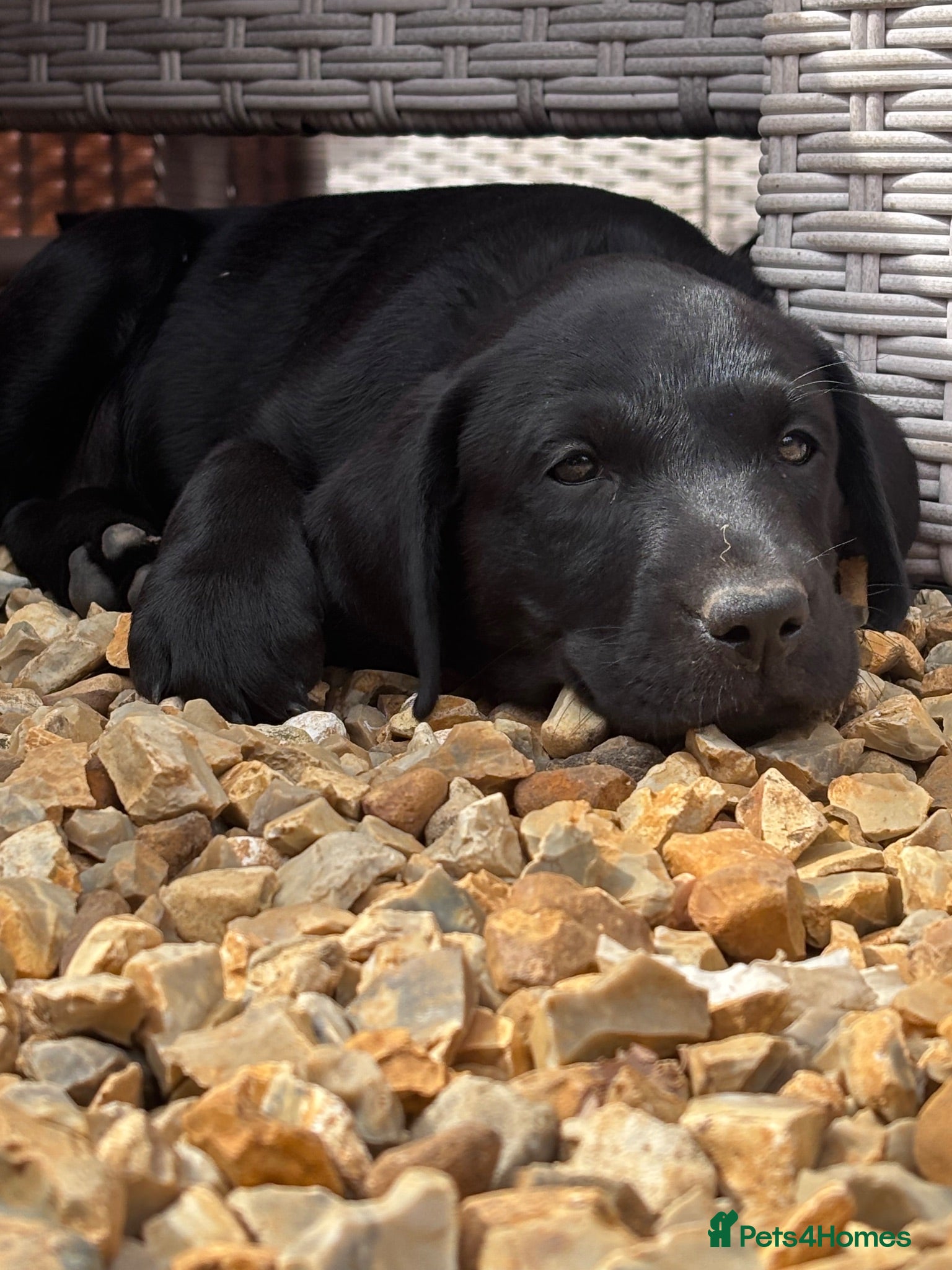 Labrador Retriever dogs Gorgeous litter of black Labrador puppies - Advert 1