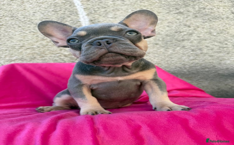 French Bulldog dogs - Advert 12