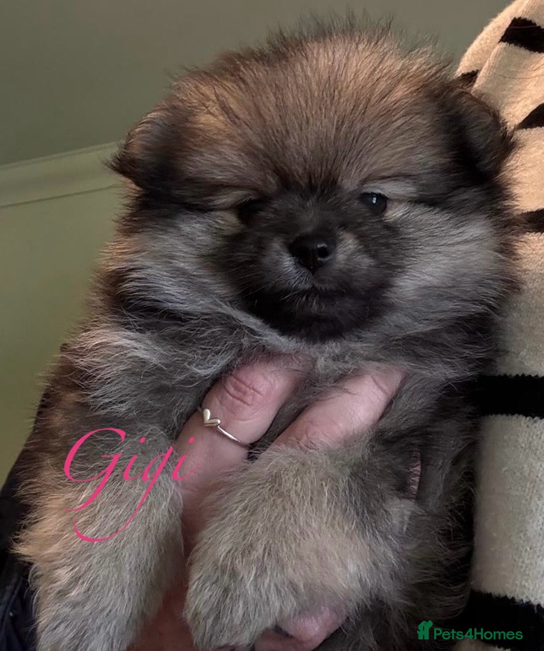 Pomeranian dogs for sale: Pomeranian Pups - Ready for new homes 💕 - Advert 30