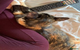 Mixed Breed cats for sale: Female one year old cat  - Image 1