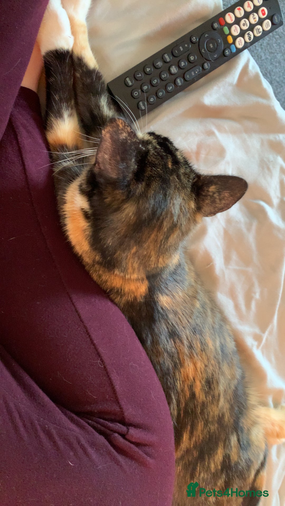 Mixed Breed cats for sale: Female one year old cat  - Image 1