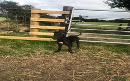 Mixed Breed dogs for sale: Big Ben  - Image 2