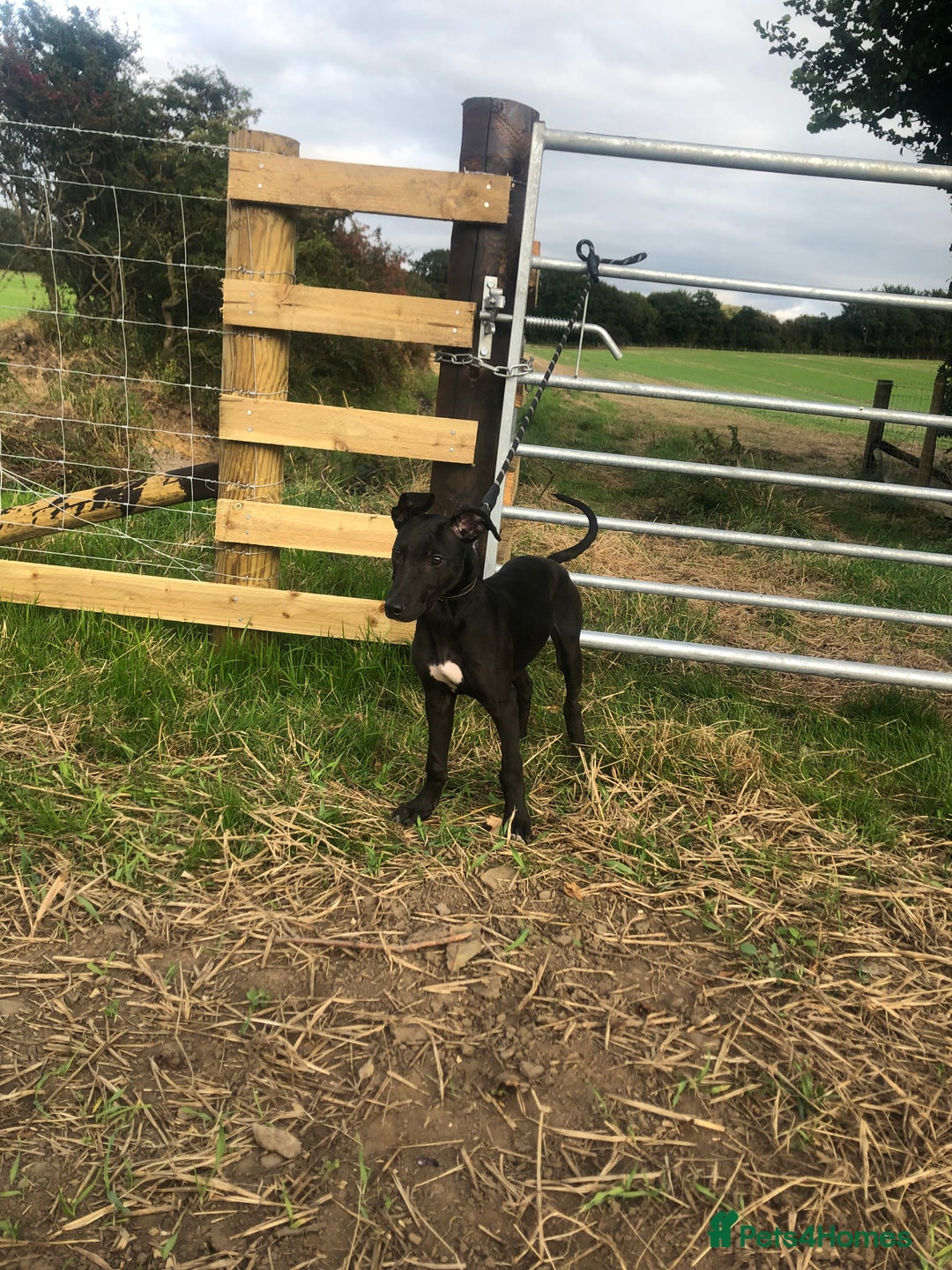 Mixed Breed dogs for sale: Big Ben  - Image 2