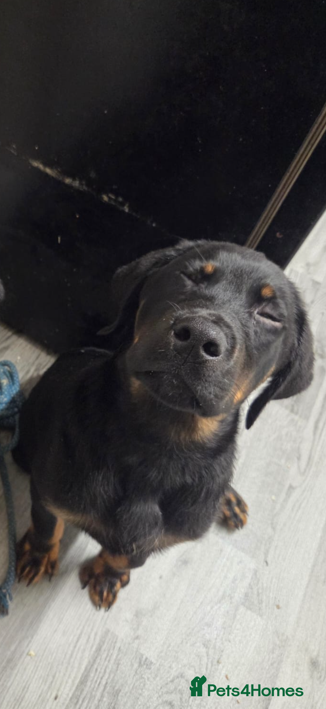 Mixed Breed dogs for sale: Rottweiler X - Advert 3