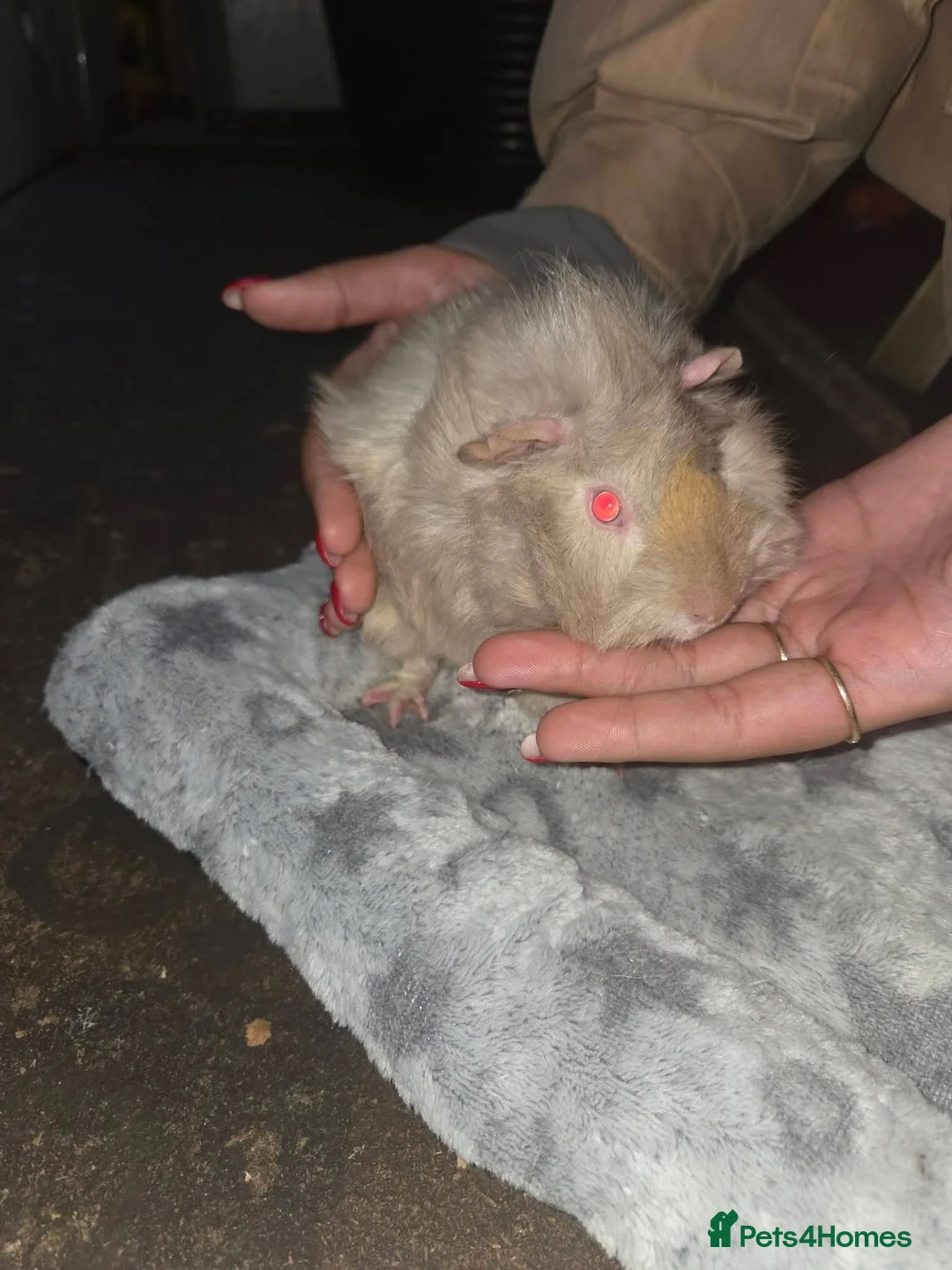 Guinea Pig rodents for sale: Baby guinea pigs  - Advert 11