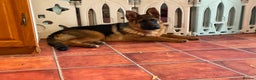 German Shepherd dogs for sale: Outstanding specimen German Shepherd  - Advert 7
