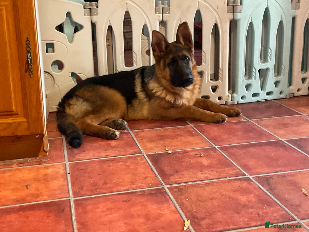 German Shepherd dogs for sale: Outstanding specimen German Shepherd  - Advert 7