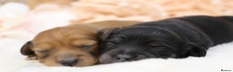 Miniature Dachshund dogs for sale: KC Miniature Dachshund Longhair Puppies - Advert 18