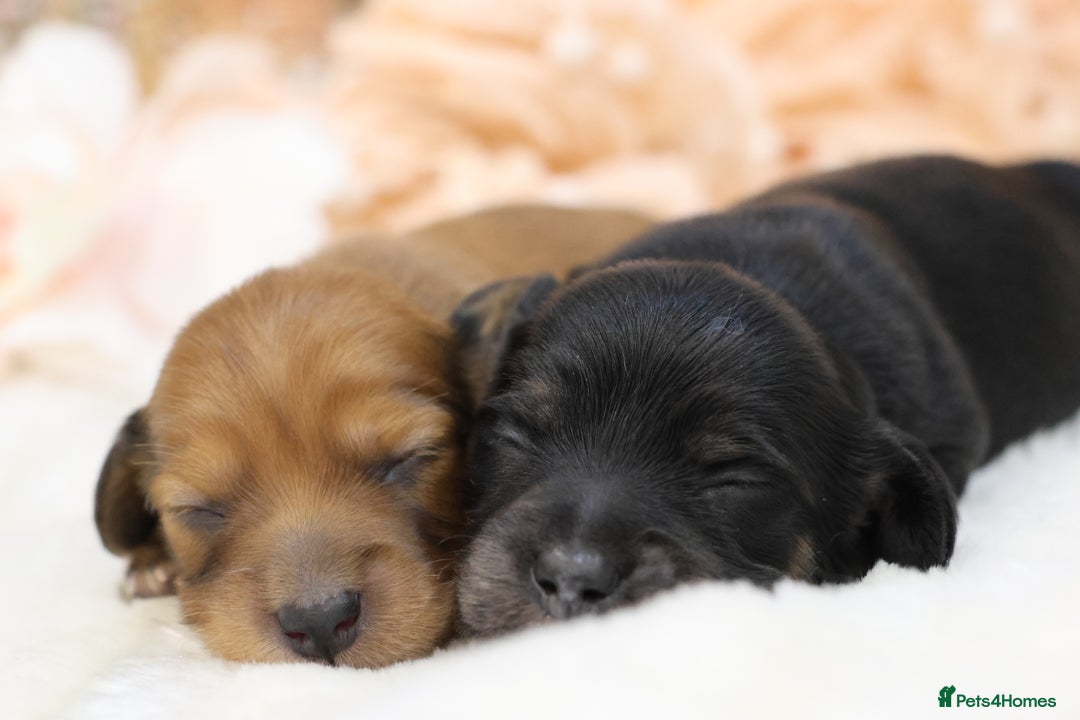 Miniature Dachshund dogs for sale: KC Miniature Dachshund Longhair Puppies - Advert 18
