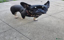 French Bulldog dogs for sale: French bulldogs rehome both 1 year old - Image 1