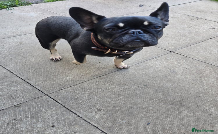 French Bulldog dogs - Advert 1
