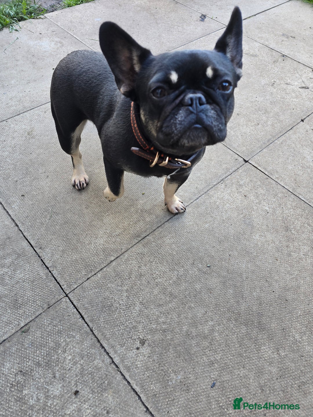 French Bulldog dogs for sale: French bulldogs rehome both 1 year old - Image 1