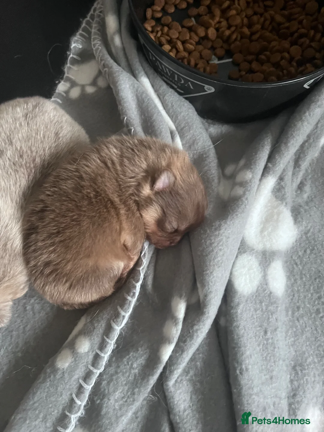 Pomeranian dogs for sale: Beautiful Puppies Looking for 5 Star Homes - Advert 1