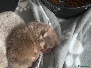 Pomeranian dogs Beautiful Puppies Looking for 5 Star Homes - Advert 6