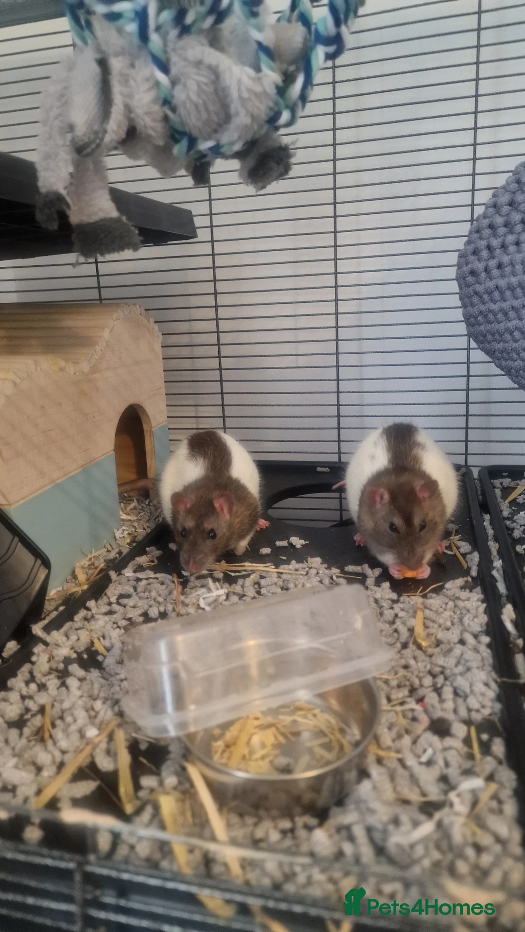 Rat rodents for sale: Two male rats cage and accessories  in Bury - Advert 1