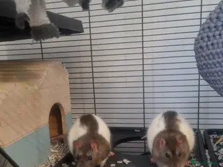 Rat rodents Two male rats cage and accessories in Bury - Advert 6