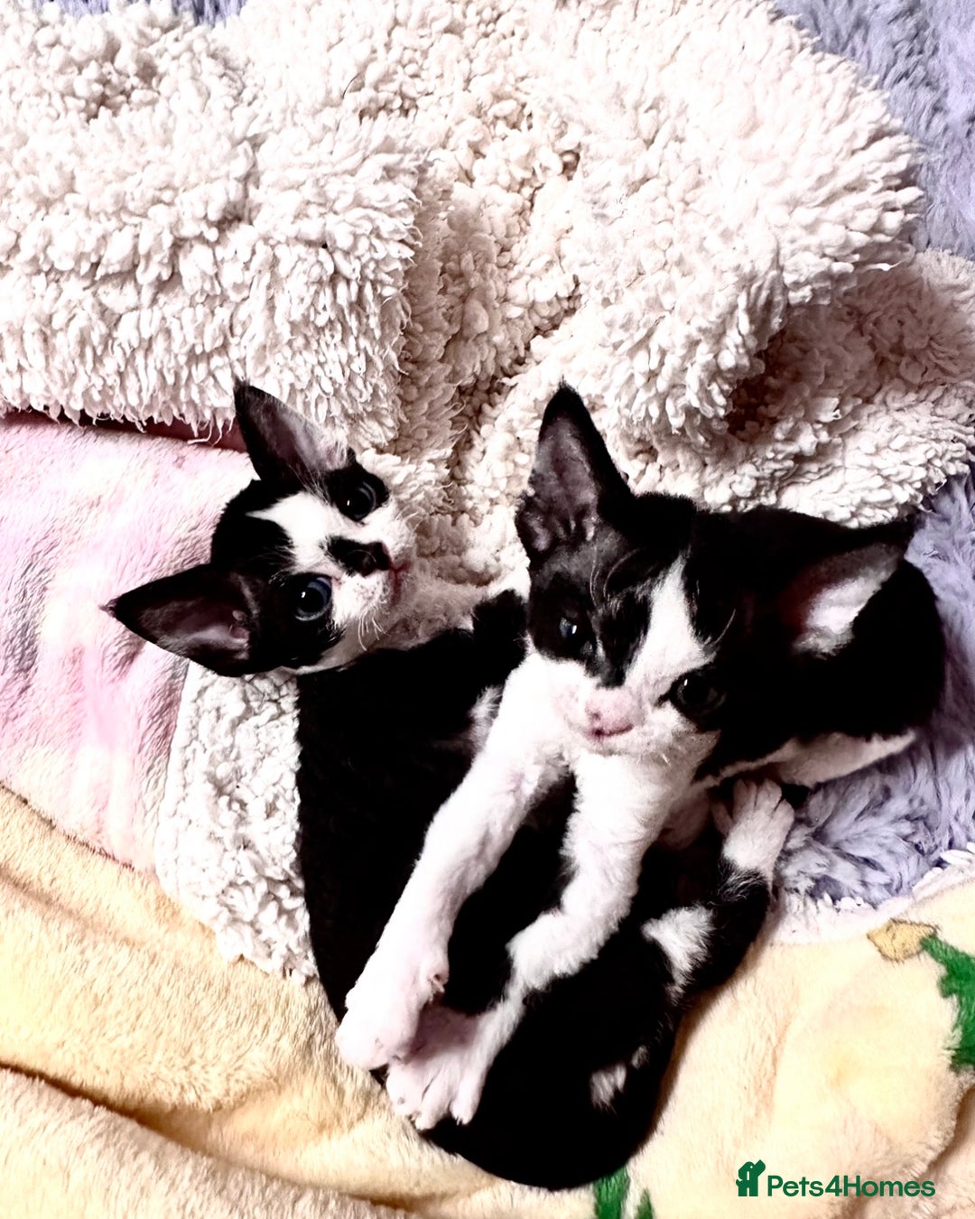 Devon Rex cats for sale: ❤️❤️❤️Beautiful Devon Rex kittens! ❤️❤️ - Advert 10
