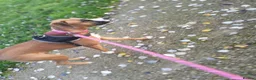 Mixed Breed dogs for sale: Boxer X in Fleetwood - Advert 4
