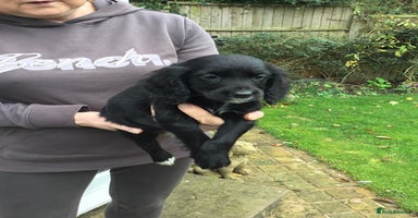 Cocker Spaniel dogs - Advert 5