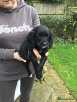 Cocker Spaniel dogs - Advert 5