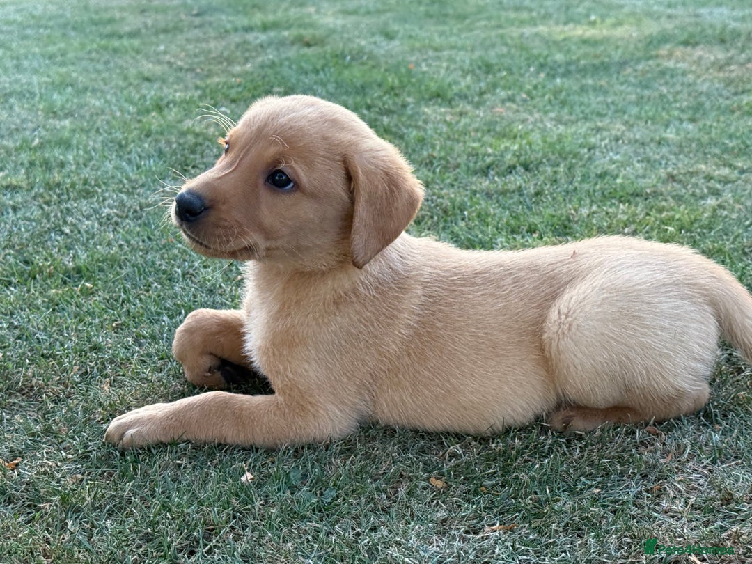 Labrador Retriever dogs for sale: 🧡 Fabulous Red & Yellow KC reg Puppies  - Image 14