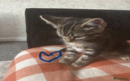 British Longhair cats for sale: British long hair x kittens ready to go - Image 3