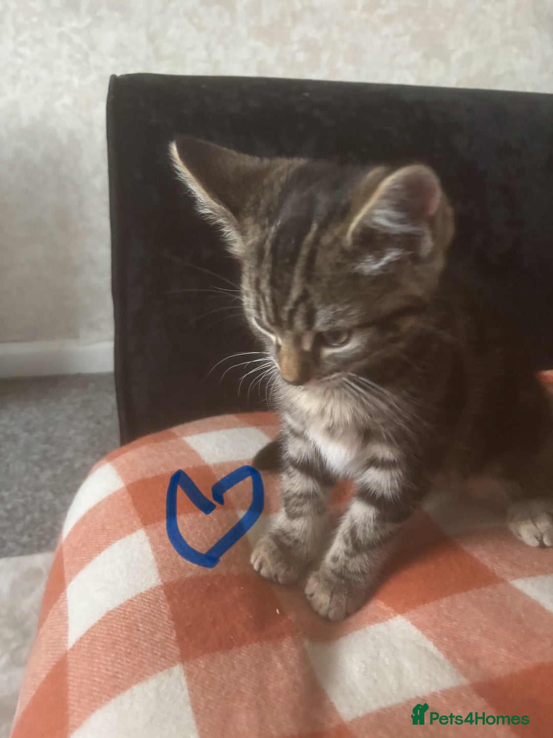 British Longhair cats for sale: British long hair x kittens ready to go - Image 3