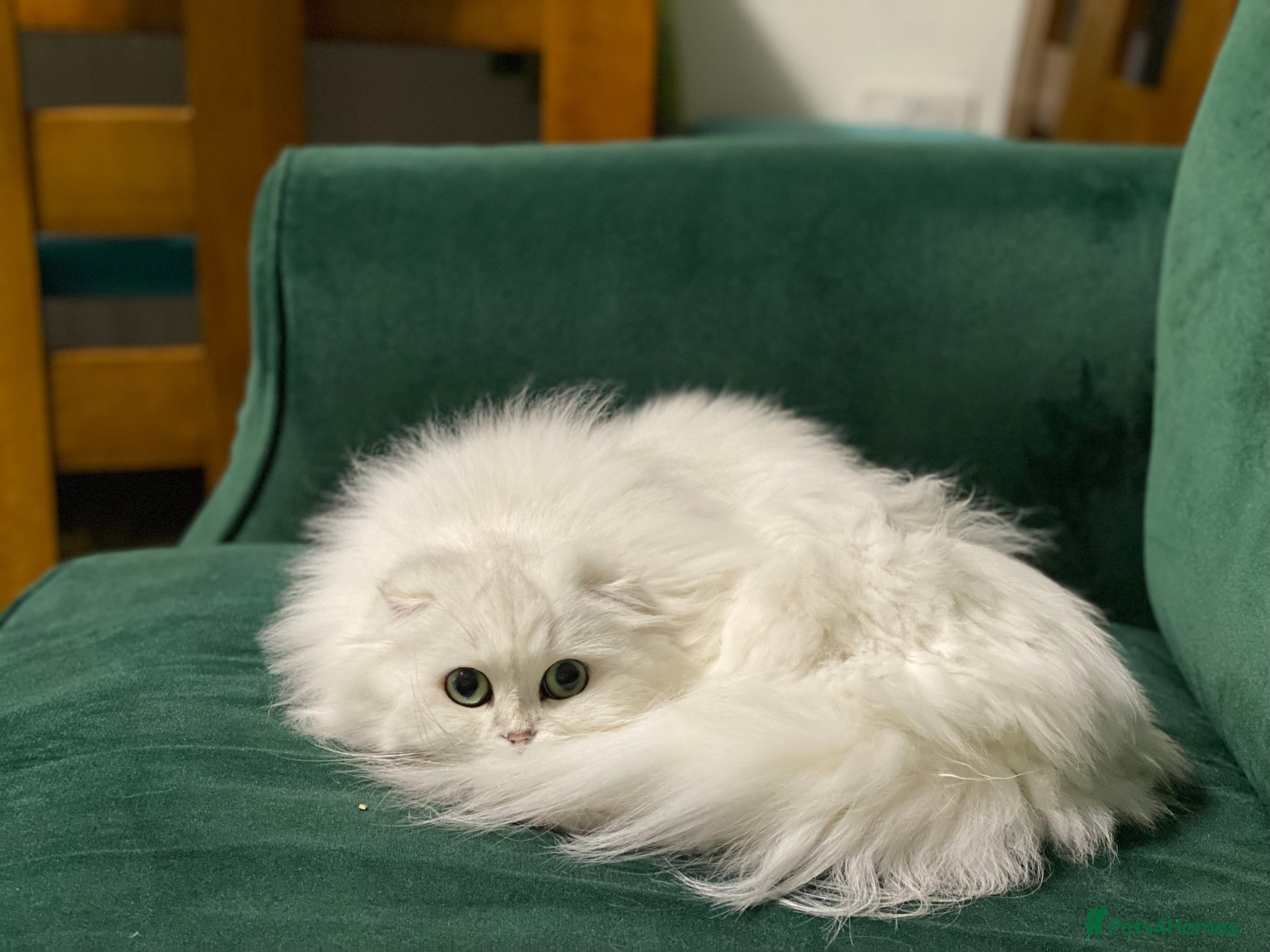 Scottish Fold cats Loyal girl  - Advert 1