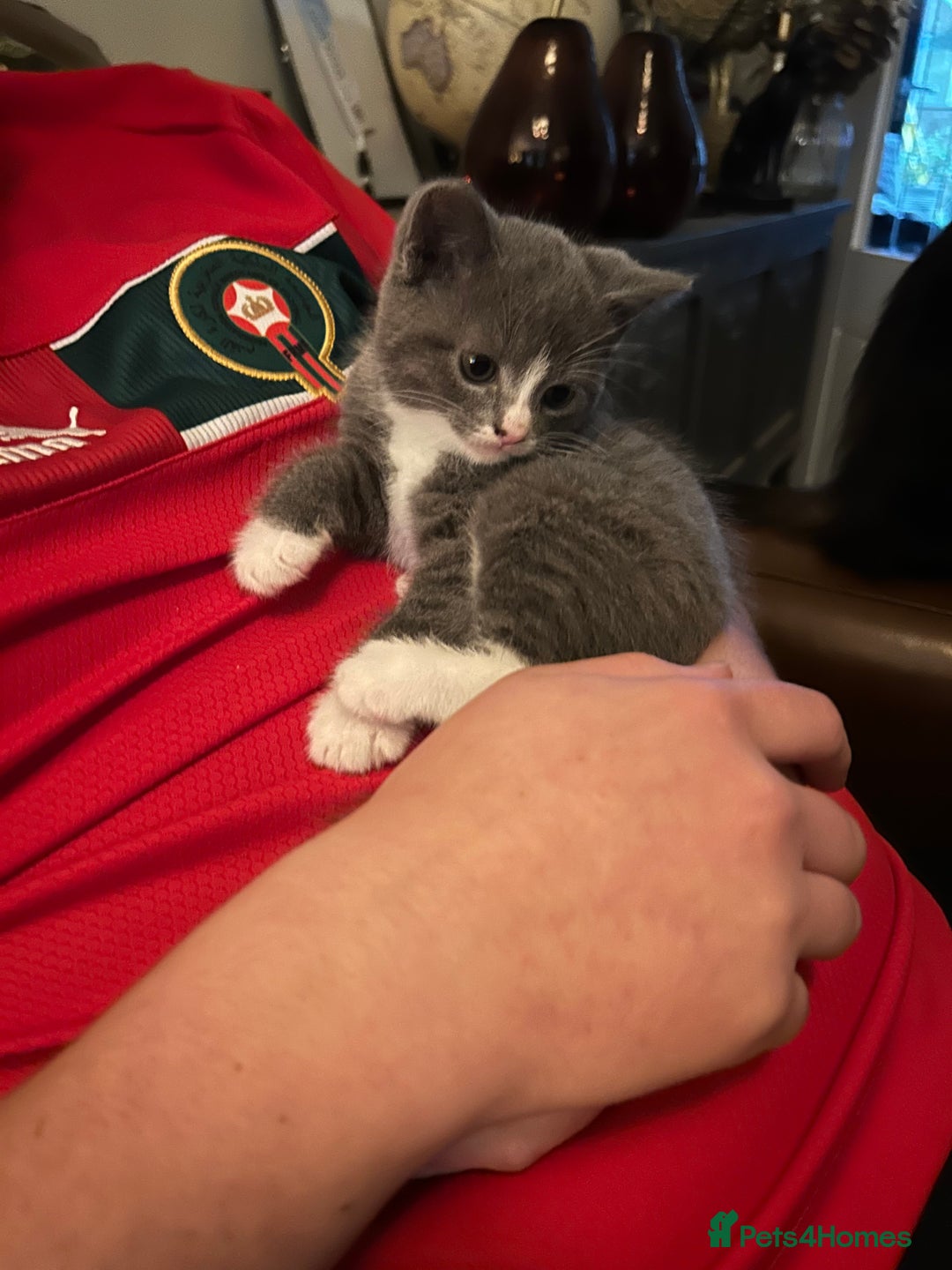 British Shorthair cats for sale: British blue  - Image 4