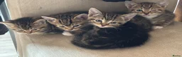 Mixed Breed cats for sale: Beautiful kittens  in Ipswich - Advert 6