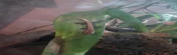 Gecko reptiles for sale: Mourning gecko hatchlings - Advert 17