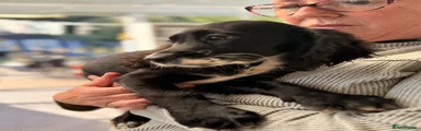 Cocker Spaniel 1