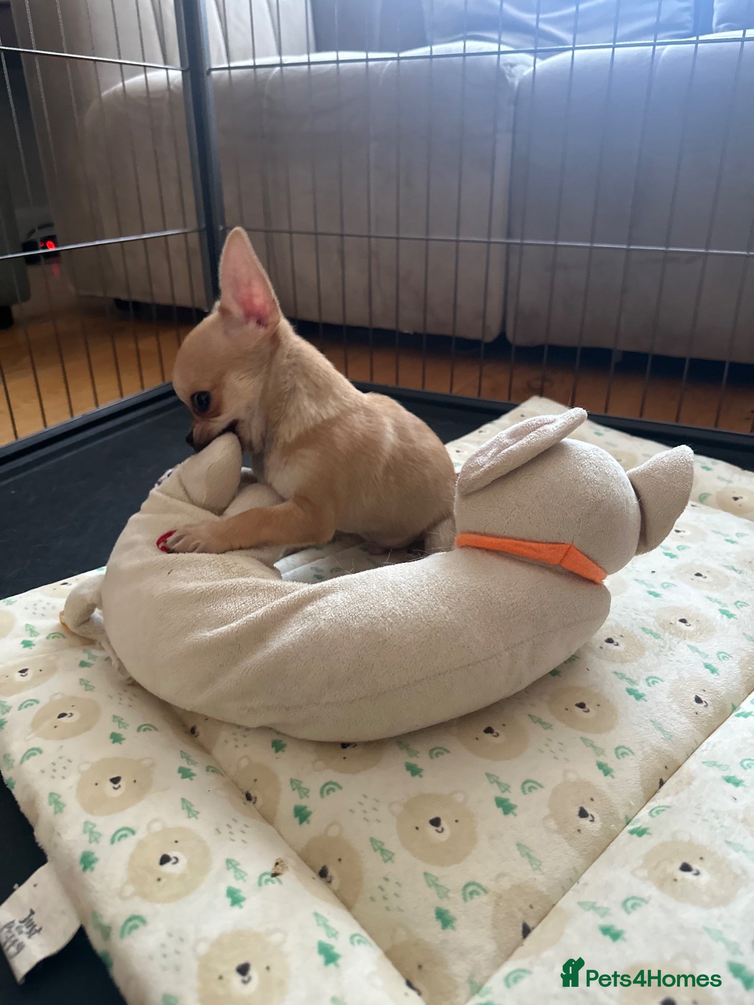 Chihuahua dogs Adorable Chihuahua Boy Pup - Advert 1
