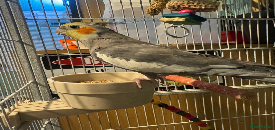 Gallery Image {{count}}