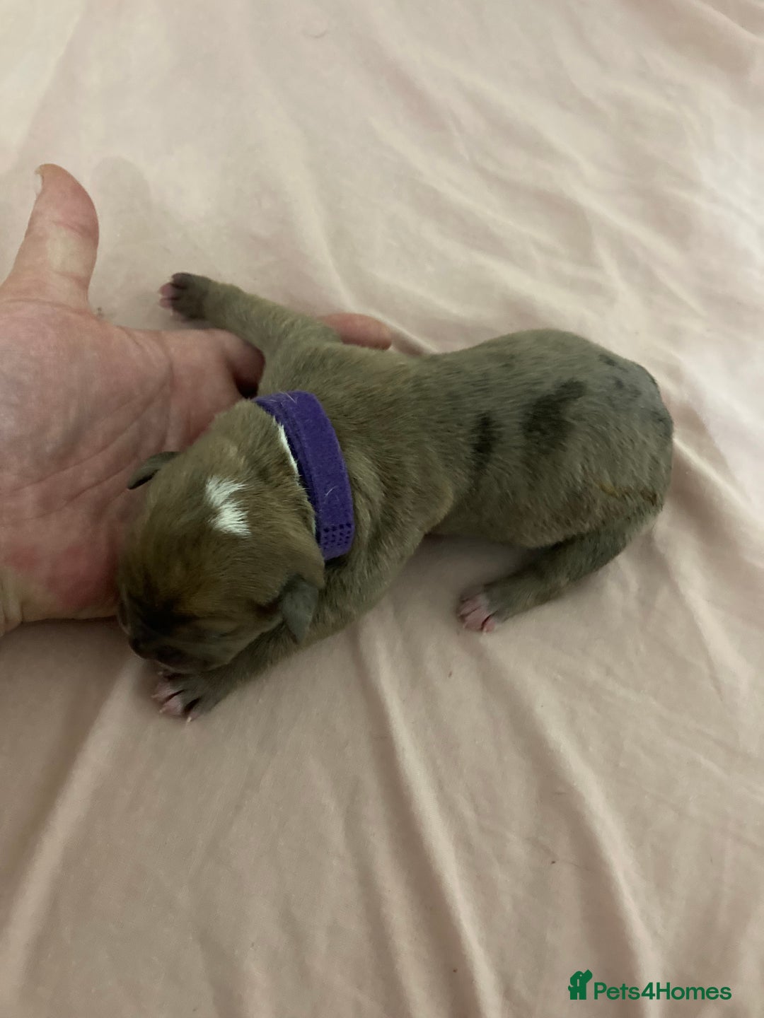 Mixed Breed dogs for sale: Mastiff x Staffy Puppies  - Advert 24