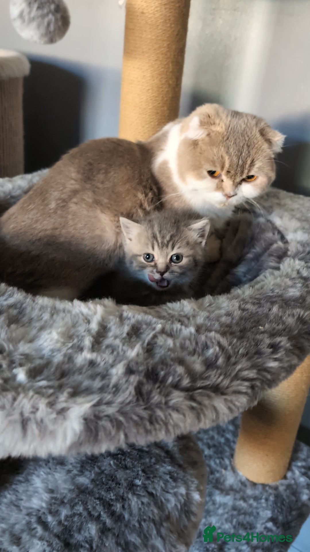 Scottish Fold cats for sale: 🐾TICA red ❣️SCOTTISH Fold•Straight - Advert 39