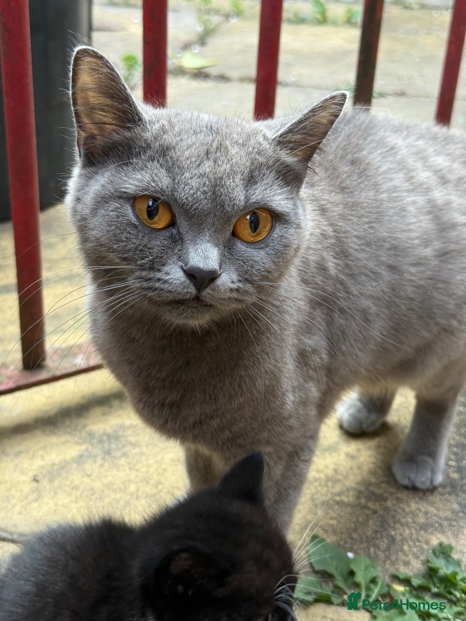Mixed Breed cats Kitten for sale - Advert 3