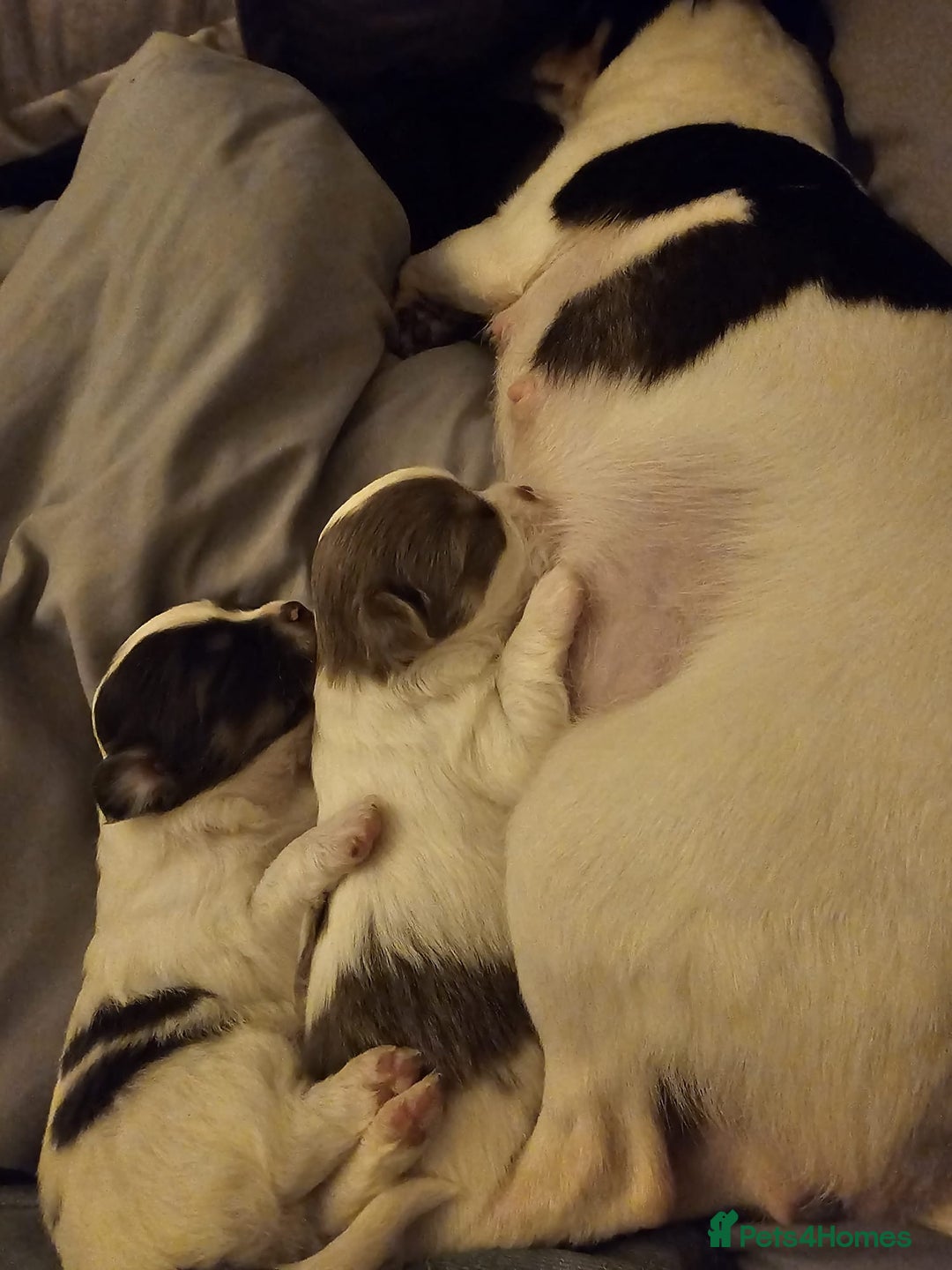 Chihuahua dogs for sale: Chihuahua Puppies–Stunning Colours–Ready for Homes - Image 12