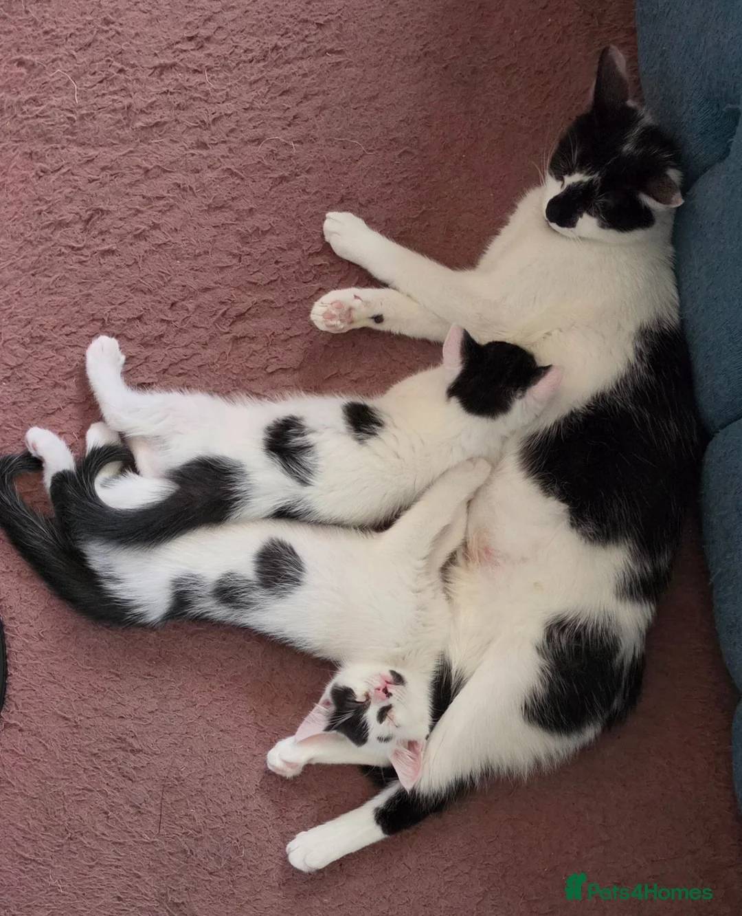 Domestic Shorthair cats for sale: Black and white domestic shorthair kittens - Advert 2