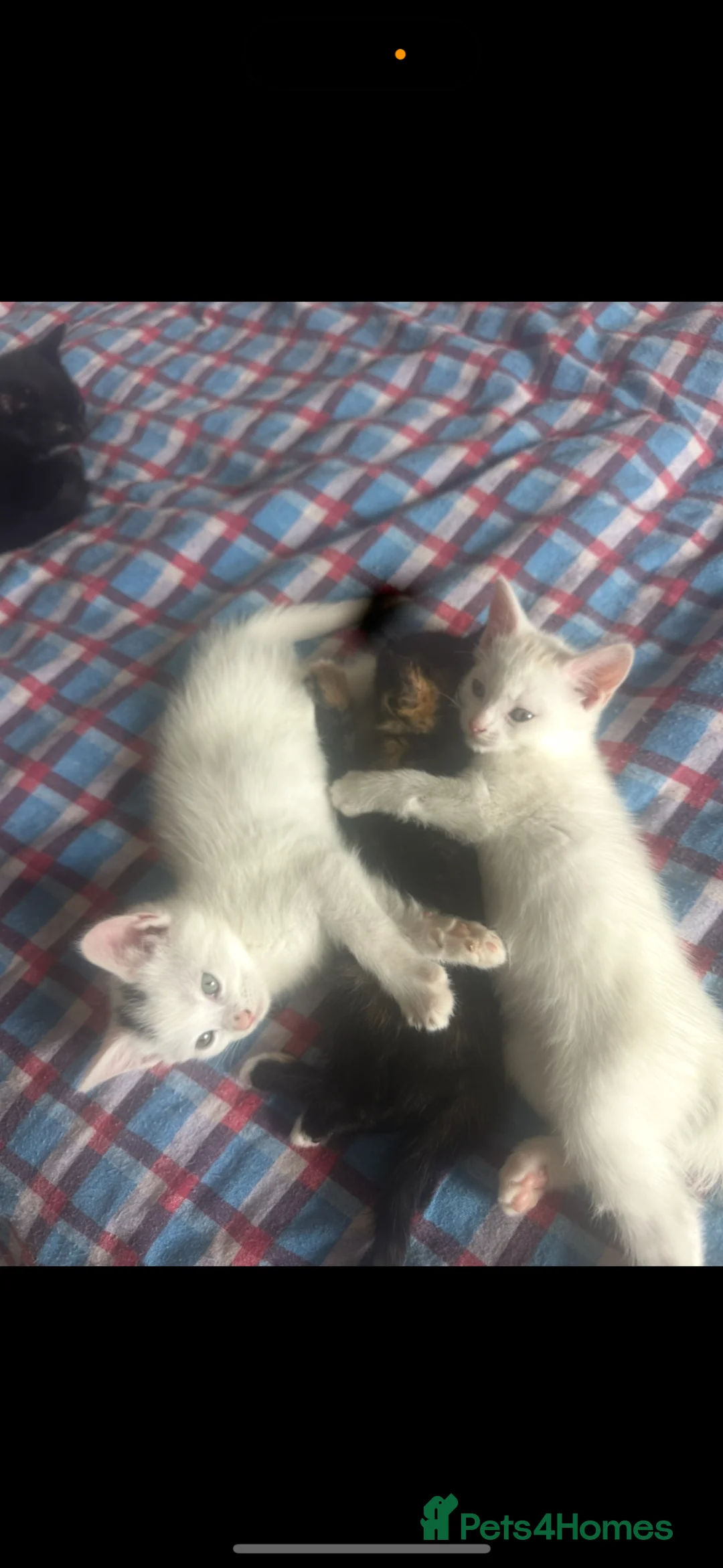 Mixed Breed cats for sale: Kittens  in Birmingham - Advert 11
