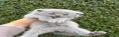British Shorthair 2