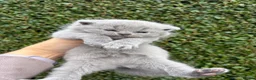 British Shorthair cats for sale: British Shorthair Kittens - Advert 38