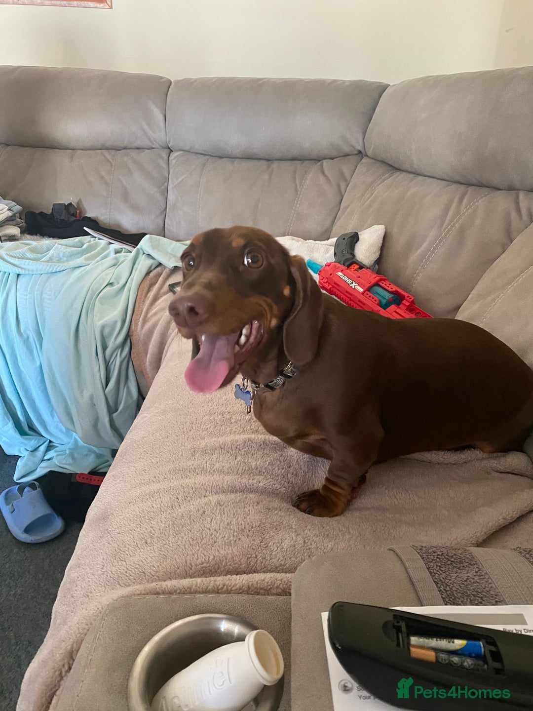 Dachshund dogs for sale: 2 year old male dachshund  - Image 2