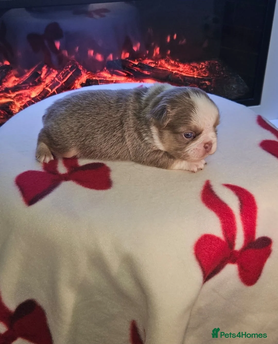 French Bulldog dogs for sale: Beautiful kc fluffy panda french bulldogs - Advert 5