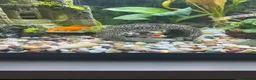 Goldfish fish for sale: Comet Goldfish in Enfield - Advert 1