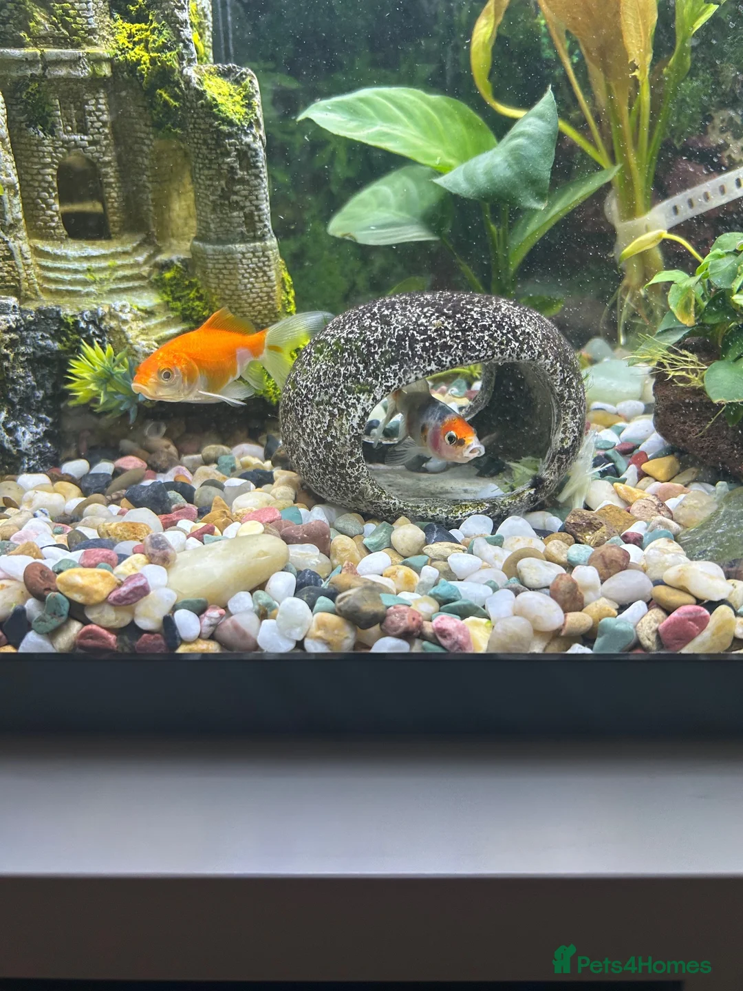 Goldfish fish for sale: Comet Goldfish in Enfield - Advert 1