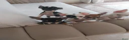 Chihuahua dogs for sale: Chihuahua puppies  in Kilmarnock - Advert 15