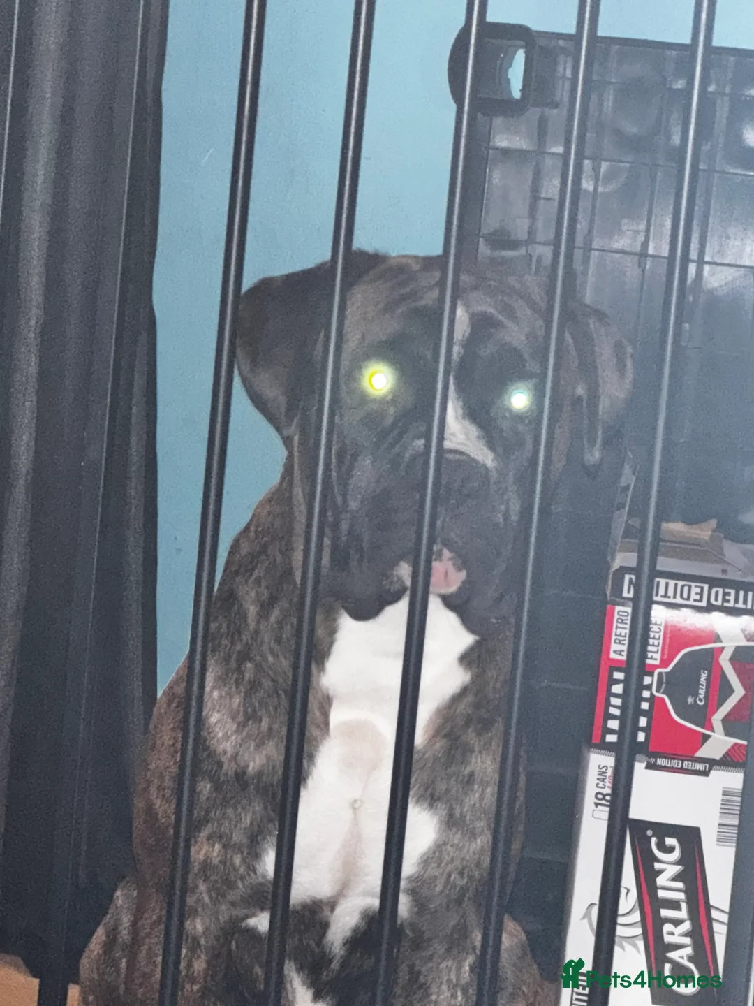 Boxer dogs for sale: Chance he is a good boy  in Stamford - Advert 2