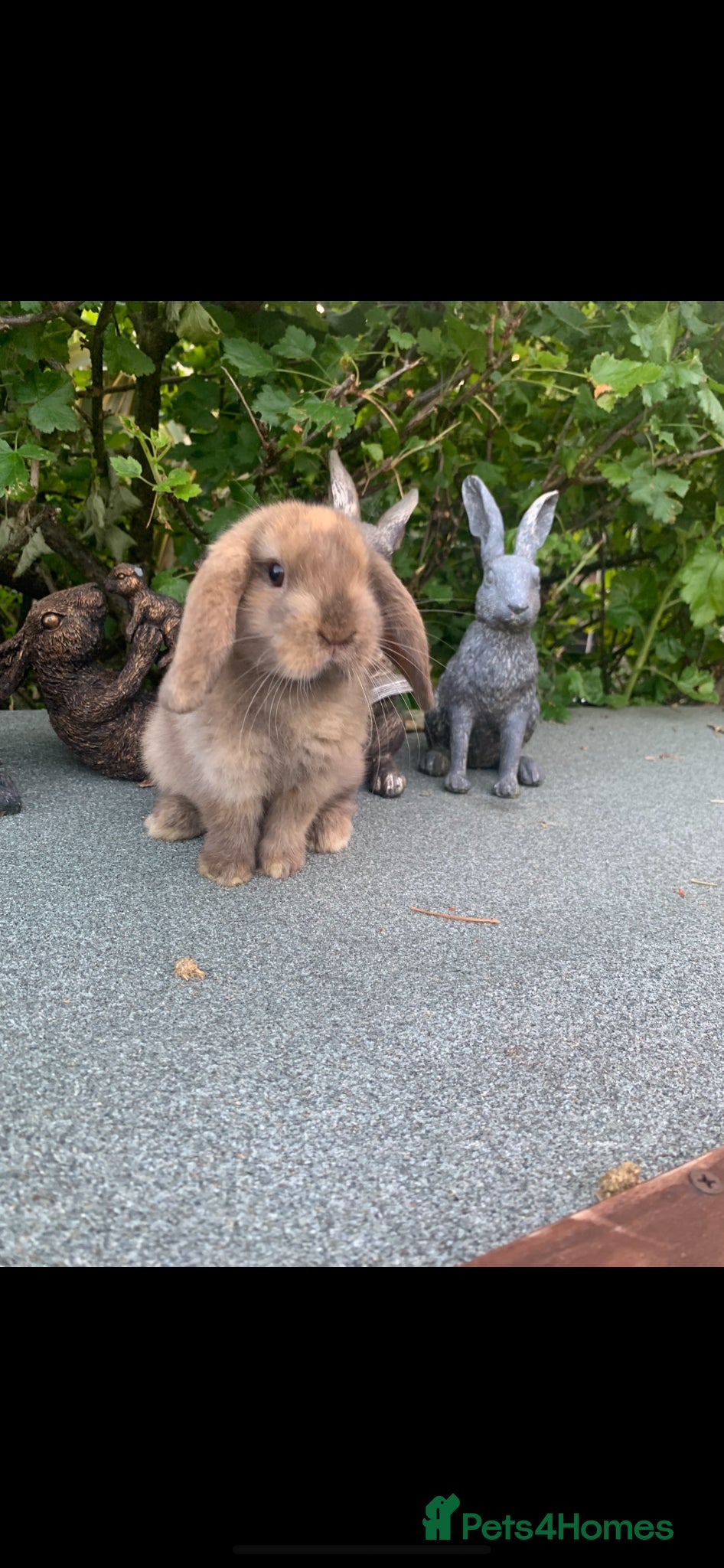 Mini Lop rabbits Baby Mini Lop Eared Rabbit-8 Weeks Old-£80 Each . - Advert 17